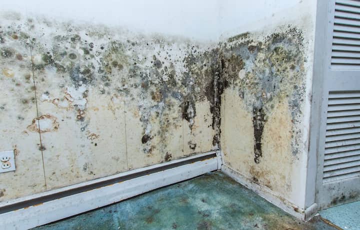 mold removal harrisburg
